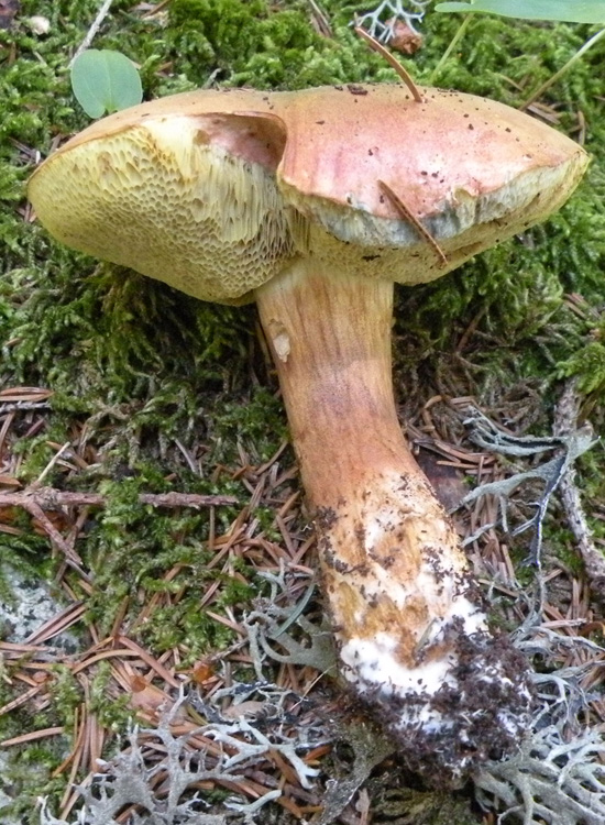 Xerocomus ferrugineus?